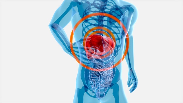 Arte abstrata do sistema intestinal