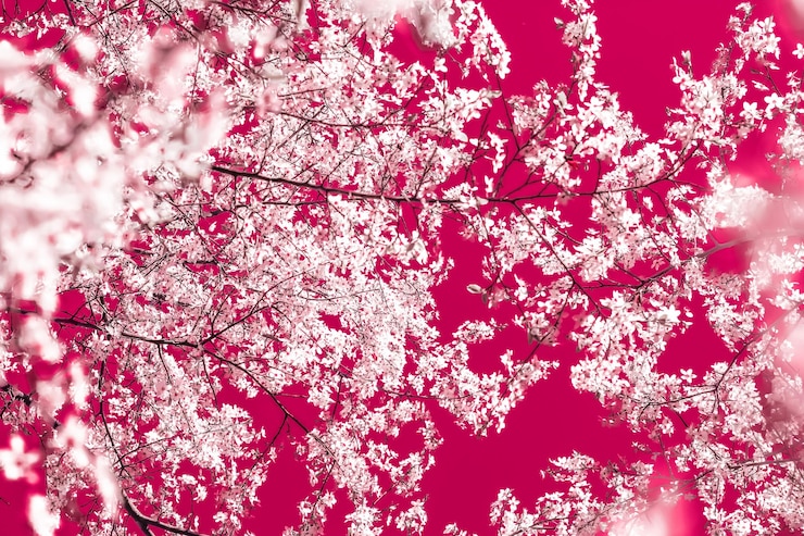 Foto arte abstrata floral em flores de cerejeira vintage de fundo marrom em flor como pano de fundo da natureza para design de férias de luxo