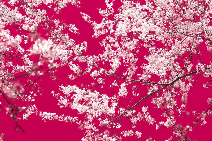 Foto arte abstrata floral em flores de cerejeira vintage de fundo marrom em flor como pano de fundo da natureza para design de férias de luxo