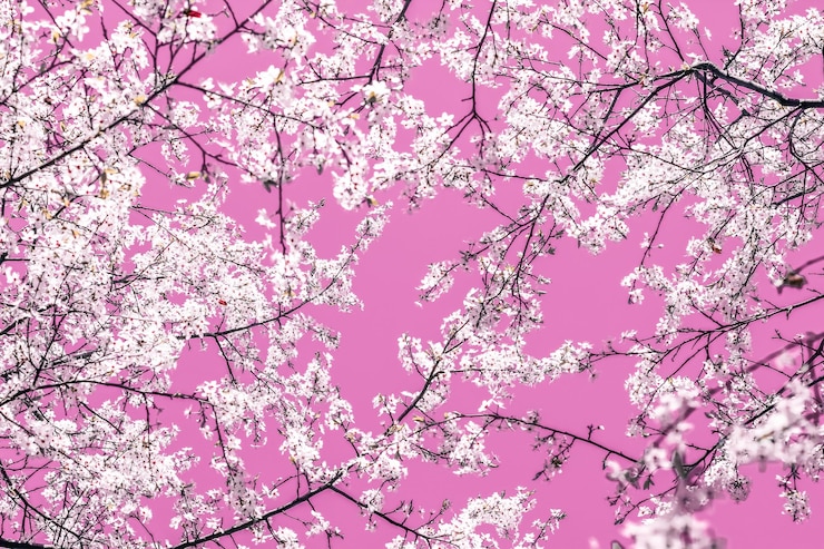 Foto arte abstrata floral em flores de cerejeira vintage de fundo rosa em flor como pano de fundo da natureza para design de férias de luxo