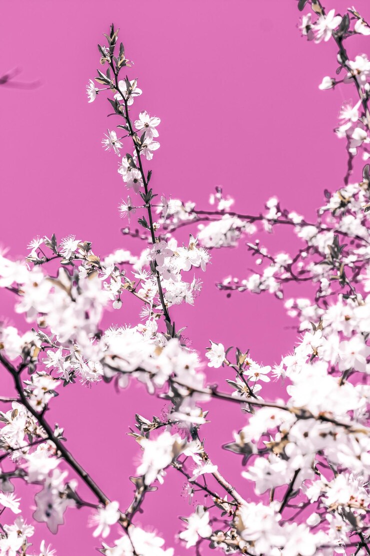 Foto arte abstrata floral em flores de cerejeira vintage de fundo rosa em flor como pano de fundo da natureza para design de férias de luxo