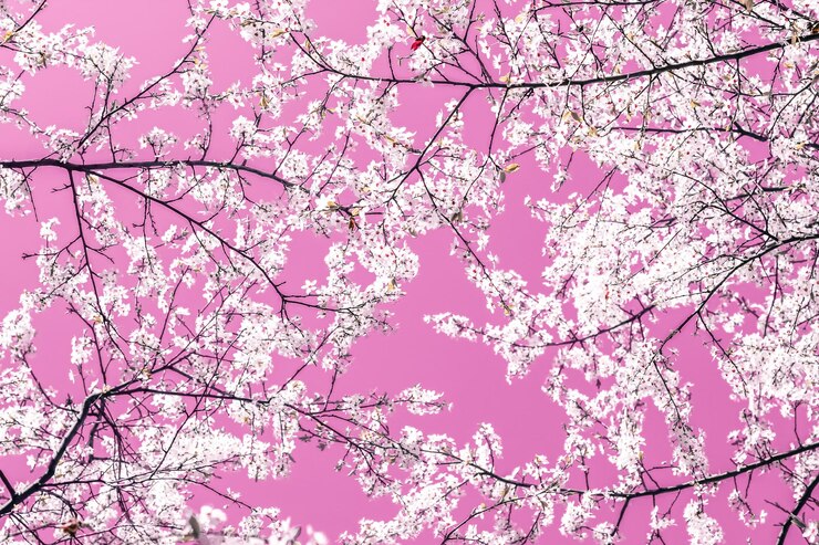 Foto arte abstrata floral em flores de cerejeira vintage de fundo rosa em flor como pano de fundo da natureza para design de férias de luxo