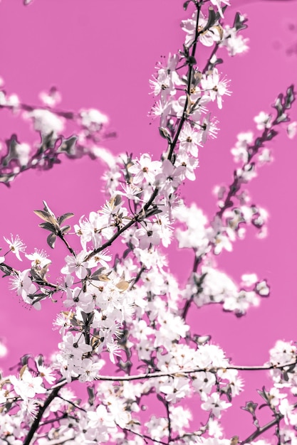 Arte abstrata floral em flores de cerejeira vintage de fundo rosa em flor como pano de fundo da natureza para design de férias de luxo