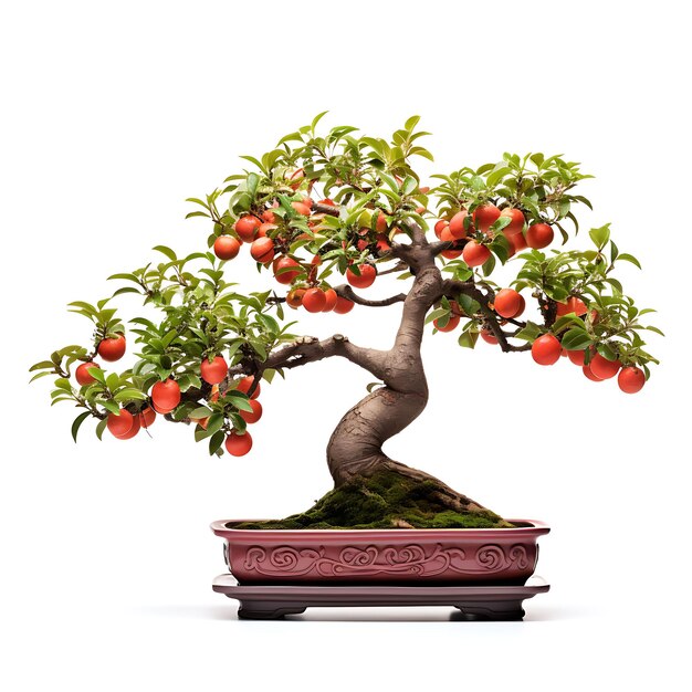 Foto arte bonsai cativante aproveite a beleza dos bonsai chineses e japoneses isolados e projetados