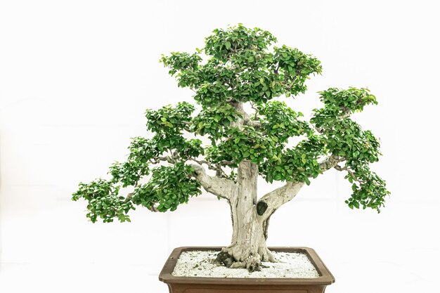 Arte bonsai, em um fundo branco puro