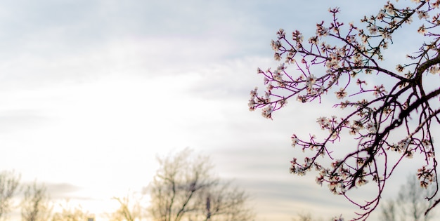 Arte de borde o fondo de primavera con flor rosa