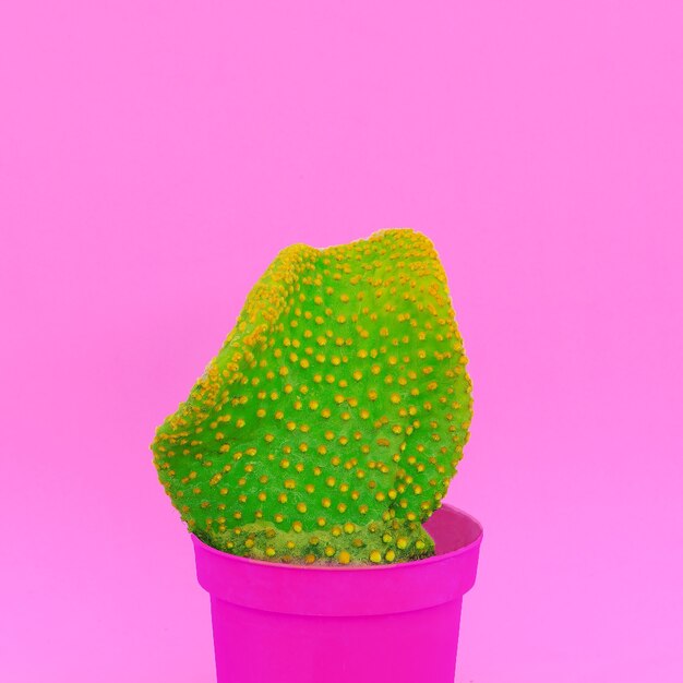 Arte de cactus colorido mínimo. Concepto de amante de cactus. Plantas en idea rosa