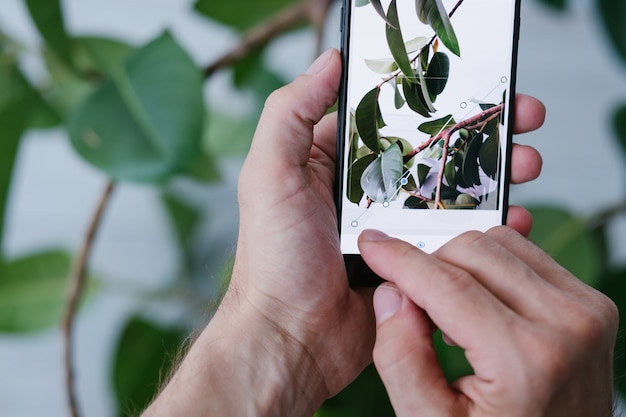 Arte da fotografia móvel. processo perfeito de criação de fotos. inovações tecnológicas para melhores resultados. mãos segurando um smartphone e com foco na planta ficus verde.