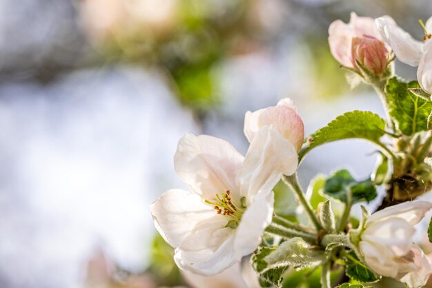 Foto arte de fundo de primavera com flor de maçã branca em fundo de céu azul