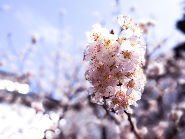 Arte de fundo desfocada abstrata de borda de primavera com sakura rosa ou flor de cerejeira bela cena da natureza com árvore florescente e clarão do sol páscoa dia ensolarado primavera