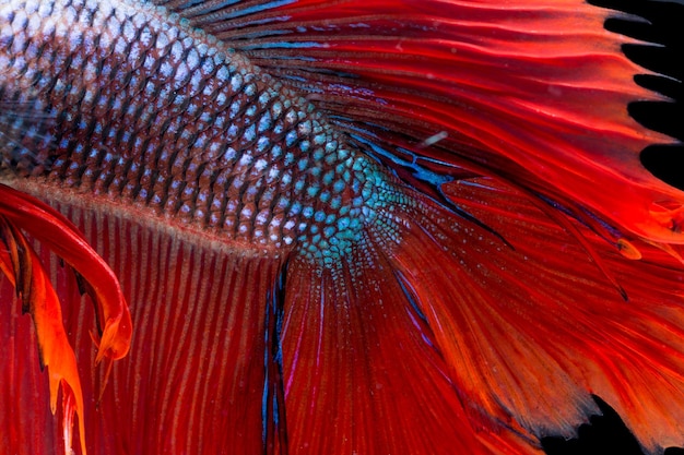 Foto arte de lutar com cauda de peixe isolada em preto