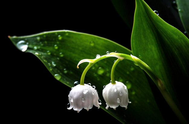 Arte digital de hoja verde flor blanca