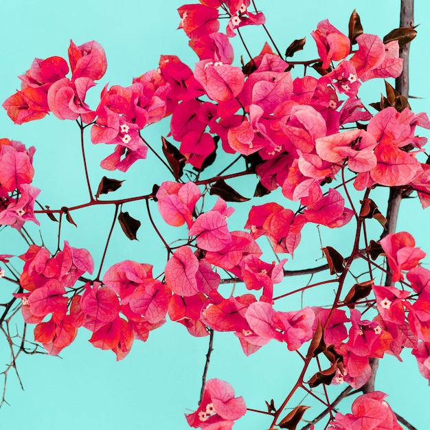 Arte de diseño minimalista con flores de primavera
