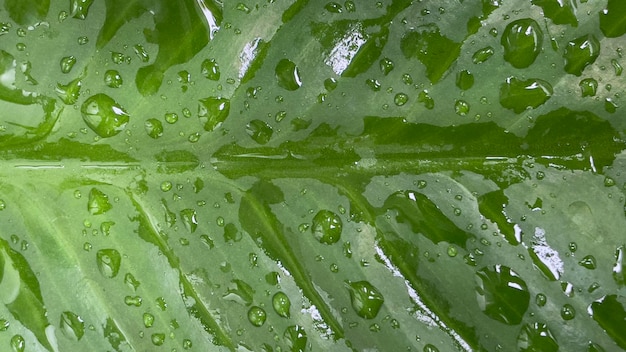 Arte de lindas gotas de agua en la hoja.