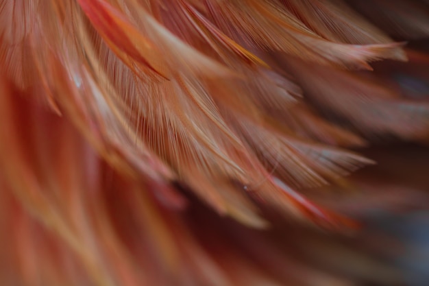 Arte de la naturaleza de la imagen del pájaro de las alas, detalle en colores pastel suave del diseño, textura de la pluma del pollo