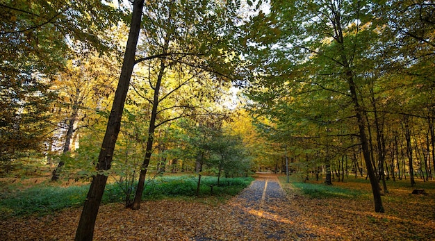 El arte del otoño Un paisaje impresionante en amarillo