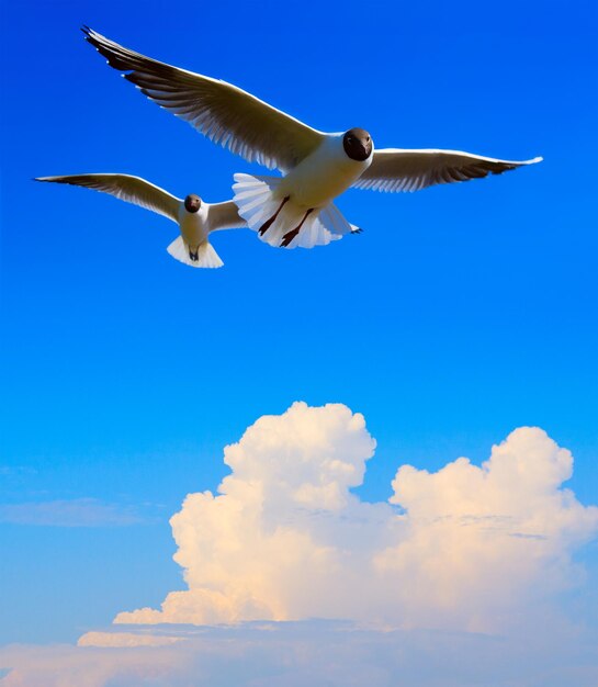 Foto arte pájaro volador en el fondo del cielo azul