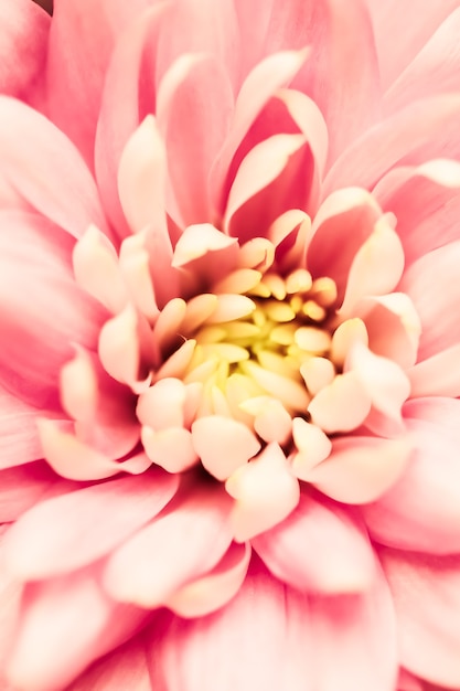 Arte retro, cartão vintage e conceito botânico - floral abstrato, flor de crisântemo rosa. Cenário de flores macro para design de marca de fim de ano