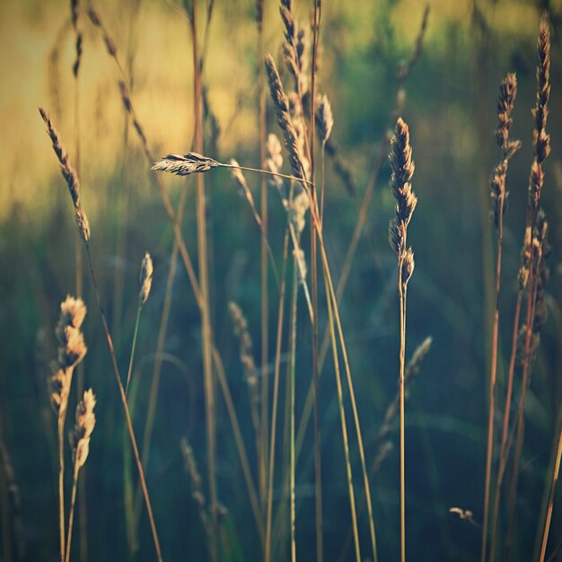 Arte soleado naturaleza de fondo