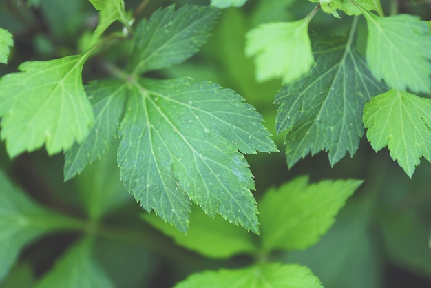 Artemisia lactiflora, artemisa blanca deja verde para la naturaleza de los alimentos vegetales de hierbas en el jardín