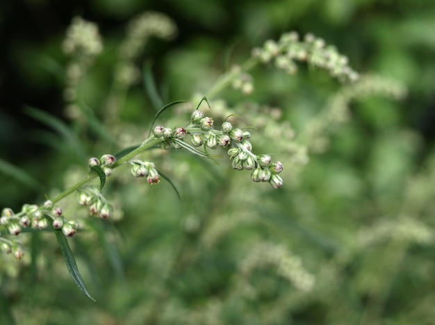 Artemisia vulgaris artemisa ajenjo común Floración de hierba amarga