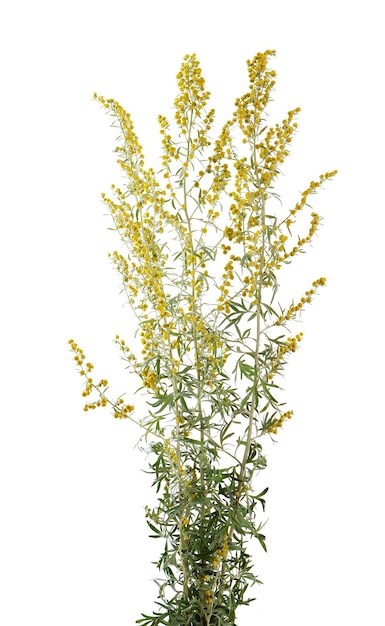 Artemisia vulgaris isoliert auf weißem Hintergrund Gemeinsame Beifußblumen Kräutermedizin Beschneidungspfad