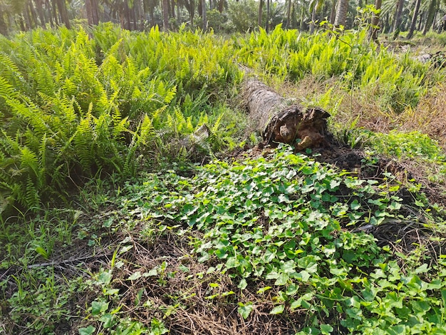 Arten von Farnblättern, die in der Plantage vorkommen