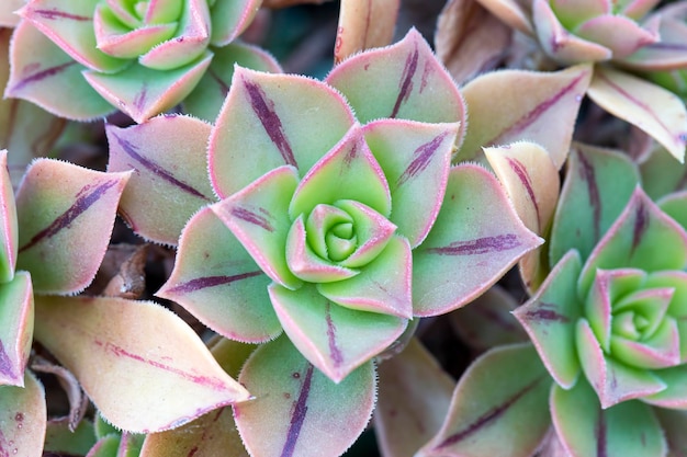 Arten von Sukkulenten im Garten