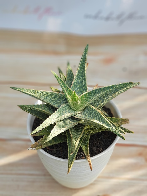 Arten von Zierpflanzen Aloe Grün minimalistisch schön natürlich frisch sehr gut für die Dekoration Ihres Zuhauses