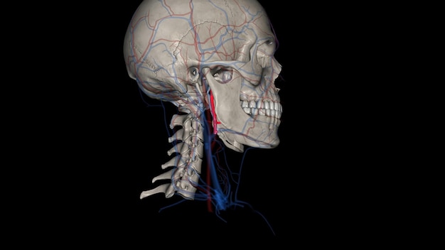 La arteria carótida externa es una arteria principal de la cabeza y el cuello.
