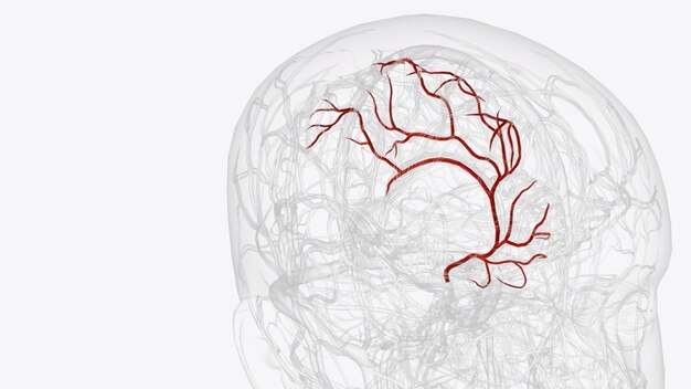 Arteria cerebral anterior direita e seus ramos