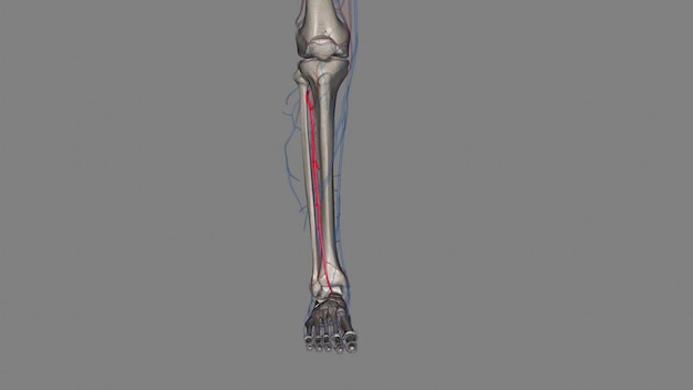 Foto la arteria tibial anterior es una arteria de la pierna