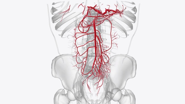 Foto arterias del abdomen anterior