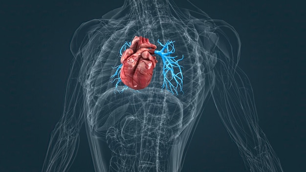 Arterias de la circulacion pulmonar