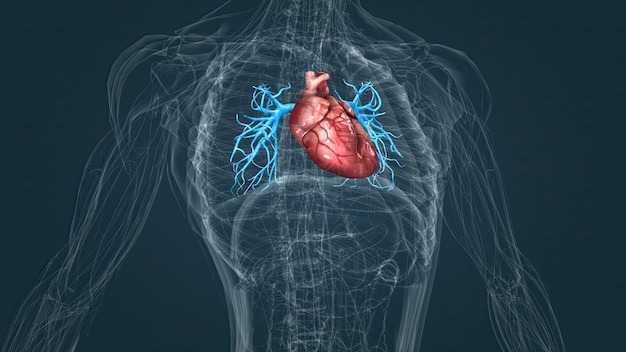 Artérias da circulação pulmonar