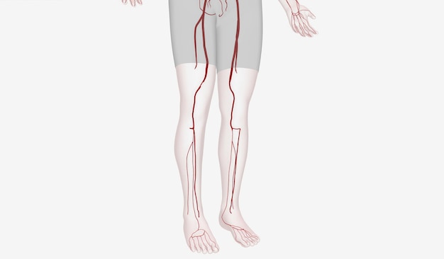Foto artérias dos extremidades inferiores 3d