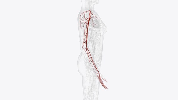 Foto arterias de la extremidad inferior derecha