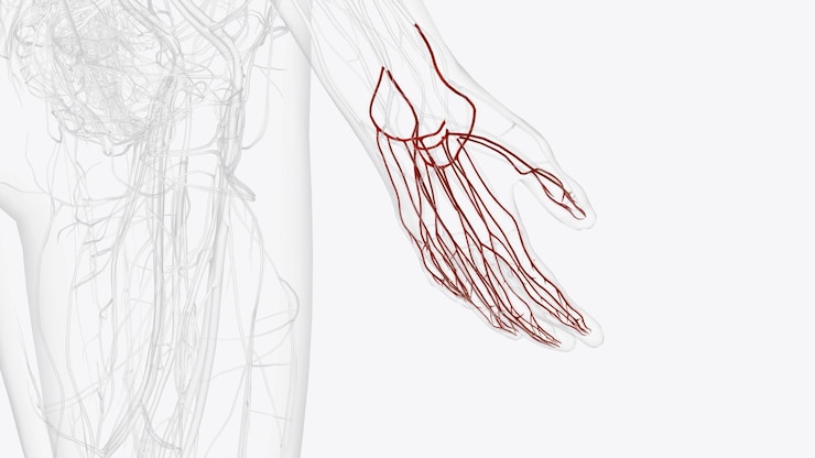 Foto arterias de la mano derecha y de la muñeca