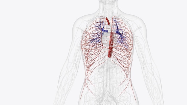 Foto arterias del tórax arteria torácica arteria subclavia arteria pulmonar arteria carótida arteria epigástrica superior