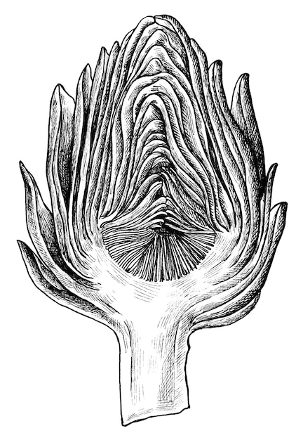 Arteshoca cortada a mitad dibujada a mano png transparente