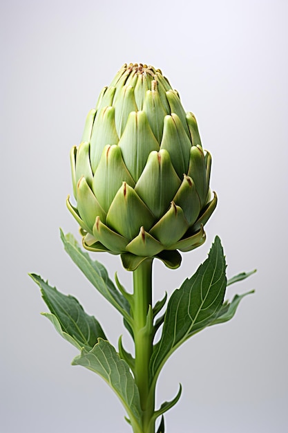 Artichoke-Porträt Ideal für Werbung oder Banner