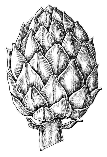 Artícola fresca dibujada a mano en png transparente blanco y negro