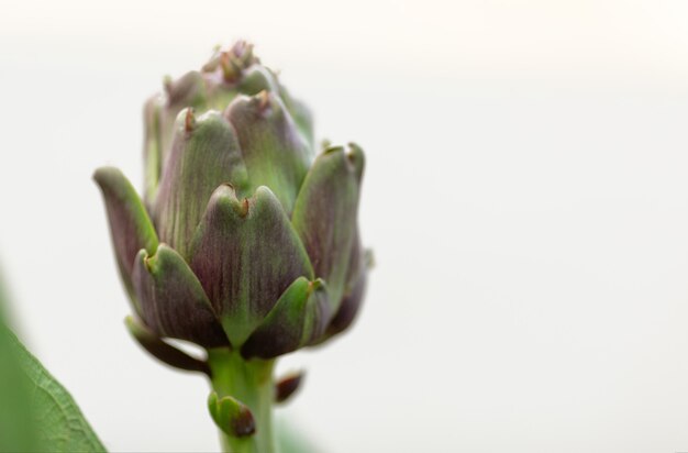 Artischocke auf einem weißen Hintergrund von oben gesehen isoliert. Seitenansicht. Platz kopieren. Bio-Vitamine aus Zypern-Garten