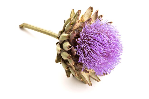 Artischockenblume lokalisiert auf weißem Hintergrund. Cynara scolymus