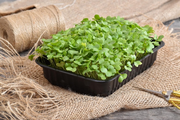 Arugula in einem Plastikbehälter auf einer natürlichen Sackleinen