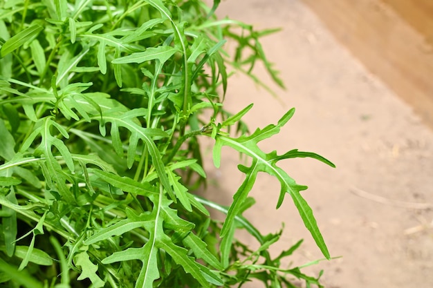 Arugula-Pflanze, die im Bio-Gemüsegarten wächst Gesunde Ernährung Kopieren Sie Platz