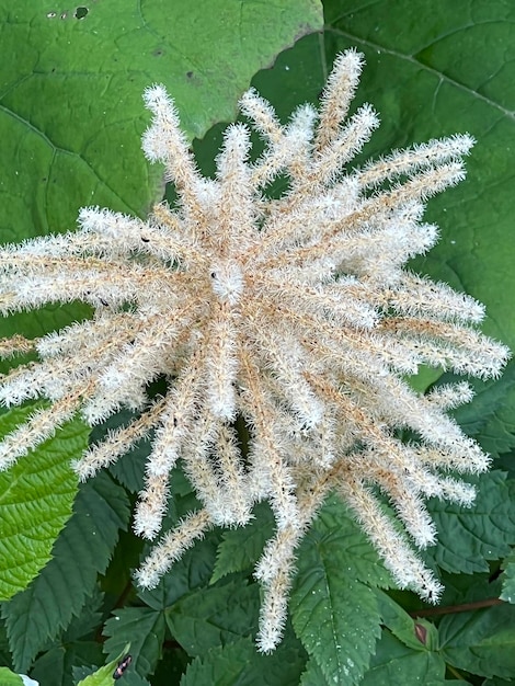 Aruncus dioicus Aruncus floresce flores brancas no início do verão no jardim de sombra