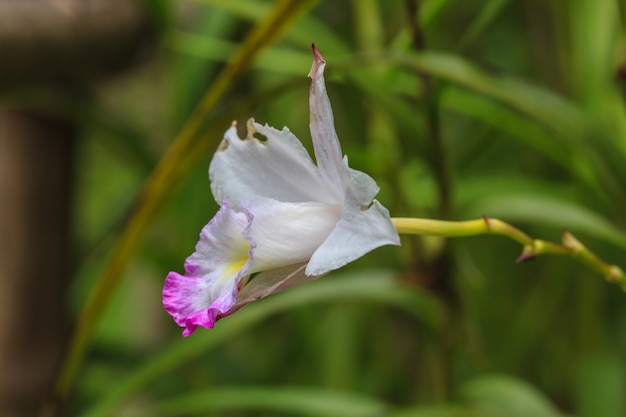 Arundina graminifolia terrestre orquídea de cerca