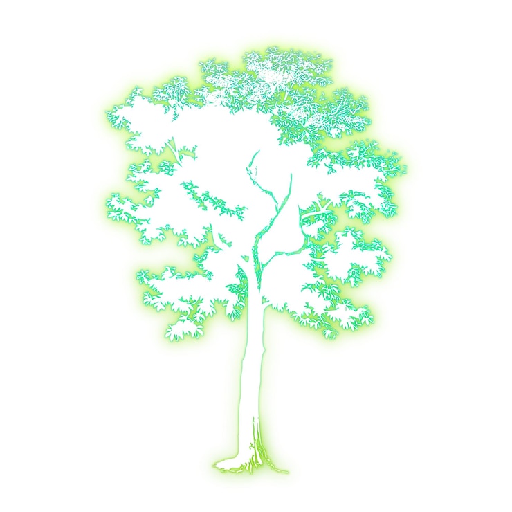 Foto árvore adesivo png verde néon natureza ilustração fundo transparente