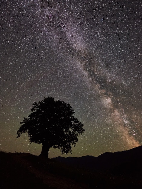 árvore alta sob o céu estrelado